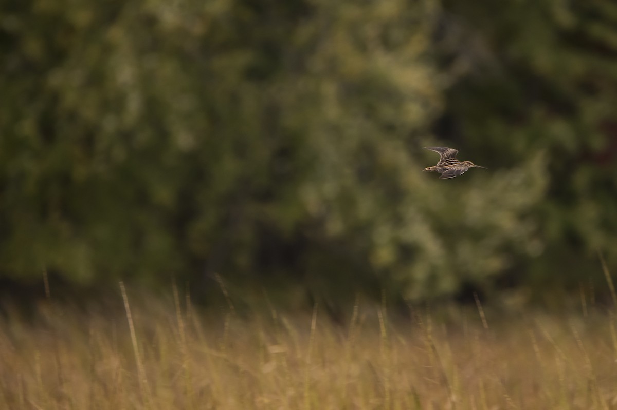 Wilson's Snipe - ML118246721