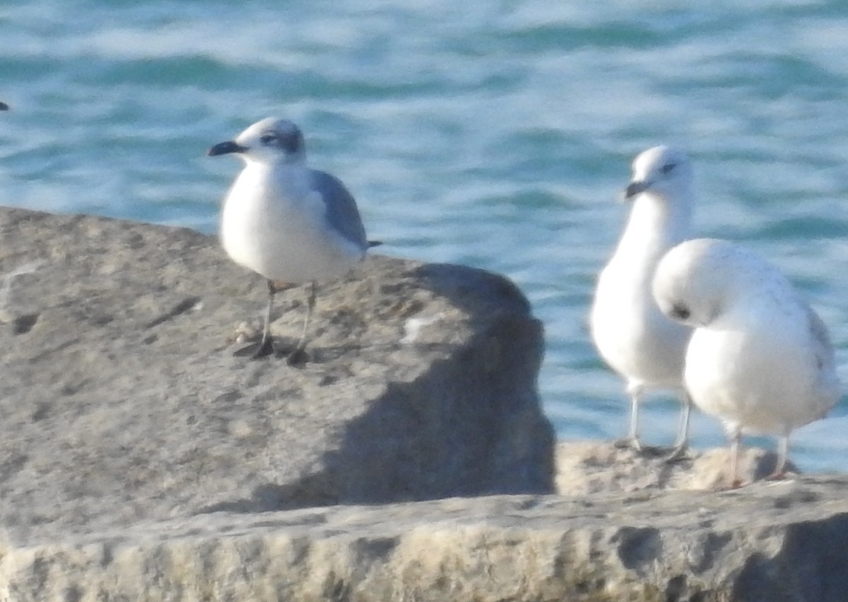 Franklin's Gull - ML118249801