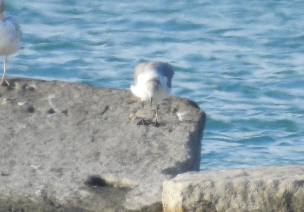 Franklin's Gull - ML118249881