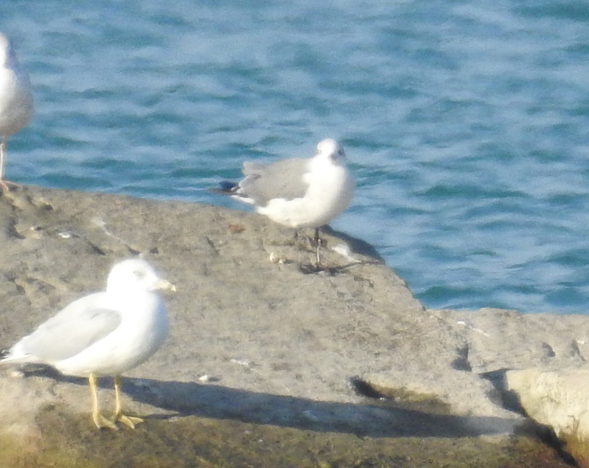 Franklin's Gull - ML118250011