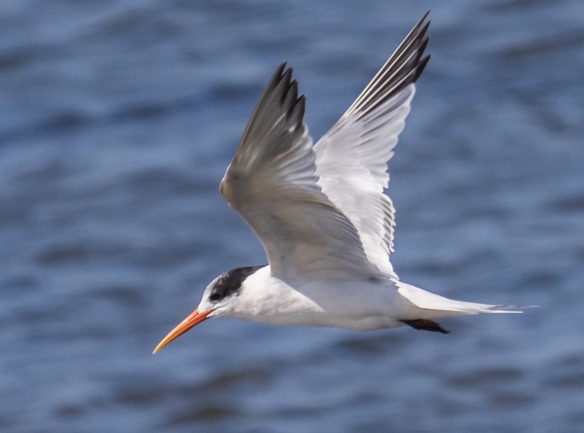 Elegant Tern - ML118250061