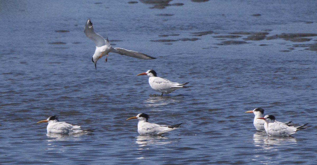 Elegant Tern - ML118250081