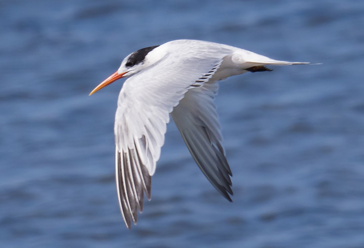 Elegant Tern - ML118250221