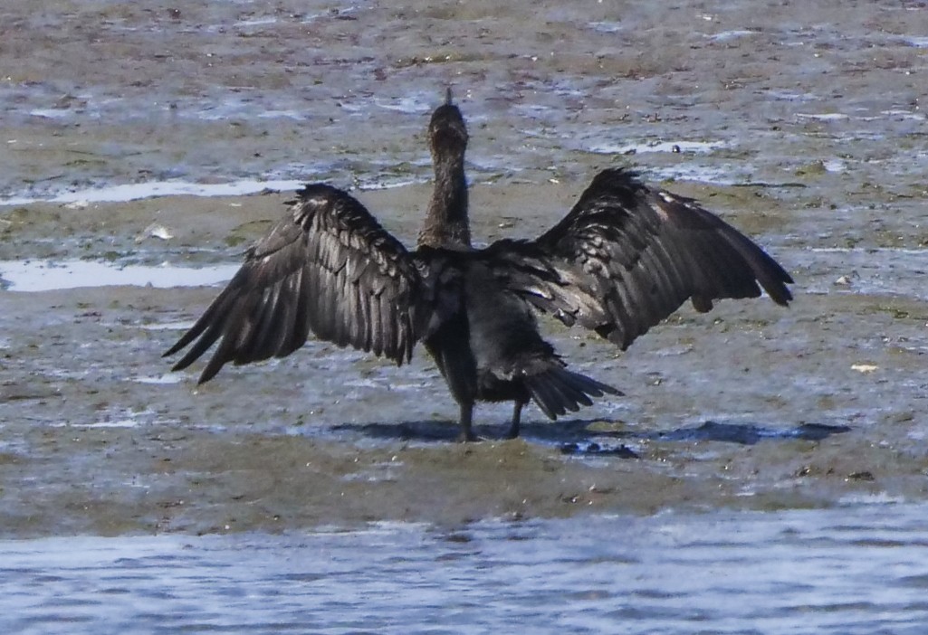 Double-crested Cormorant - Ann Baldwin