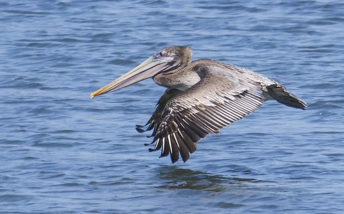 Brown Pelican - Ann Baldwin