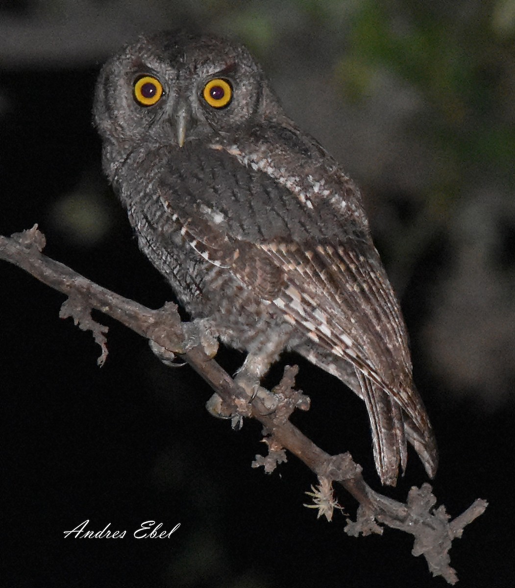 Tropical Screech-Owl - ML118250921