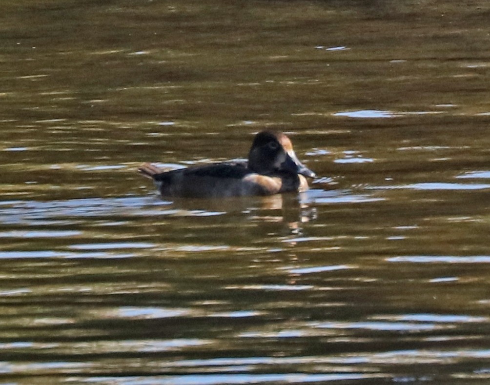 Ring-necked Duck - John Bruin