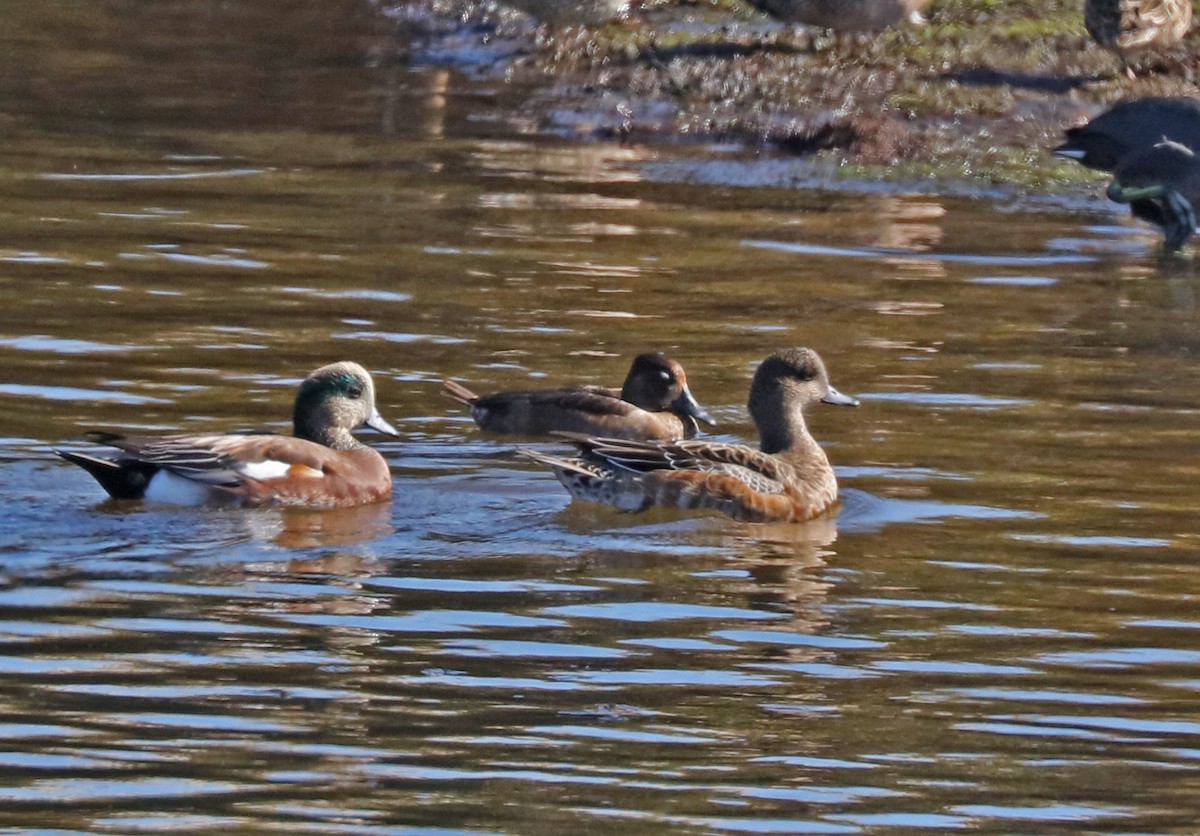 Ring-necked Duck - ML118251121