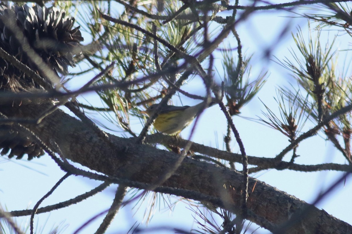 Magnolia Warbler - ML118252611