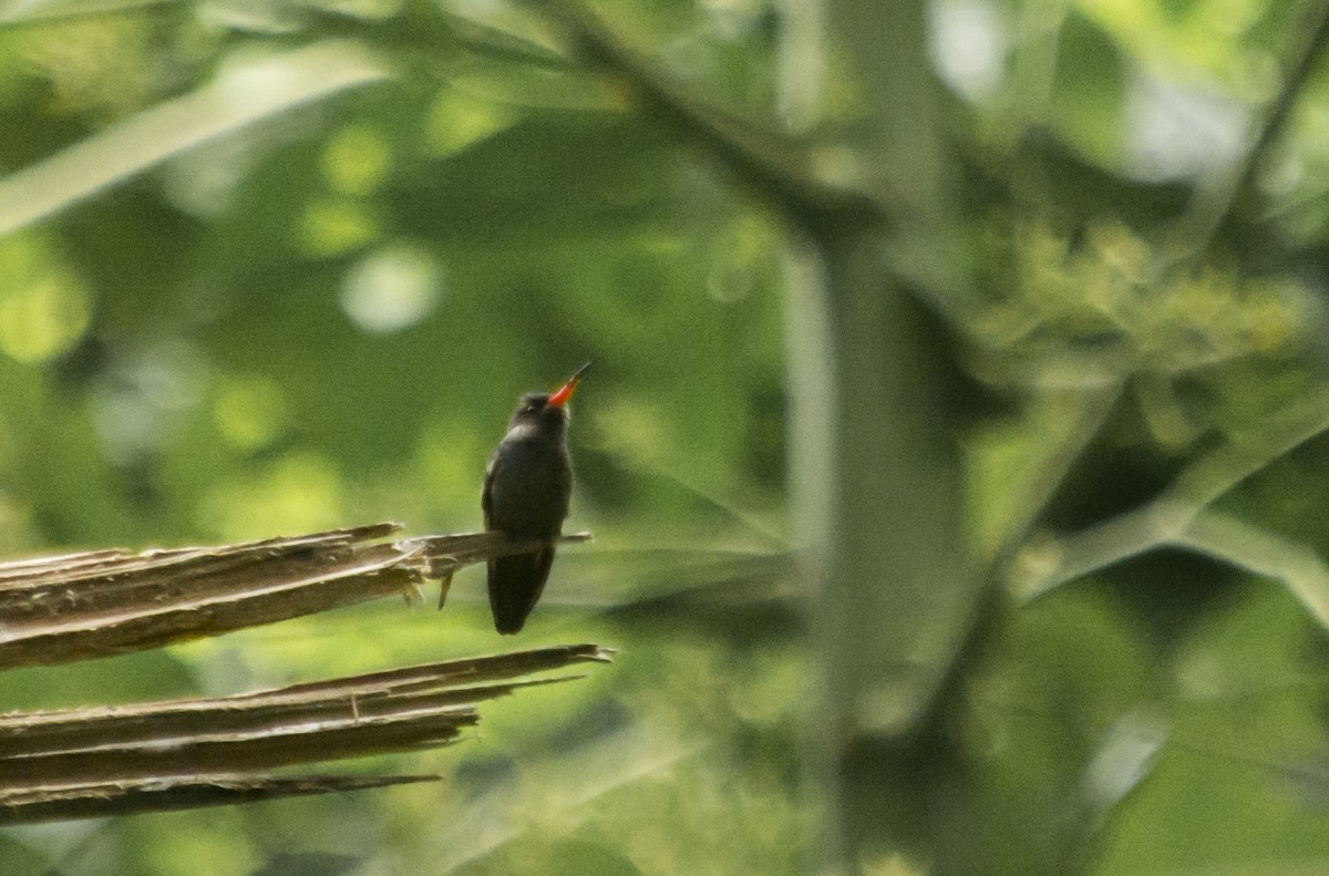 Blue-throated Goldentail - ML118252741