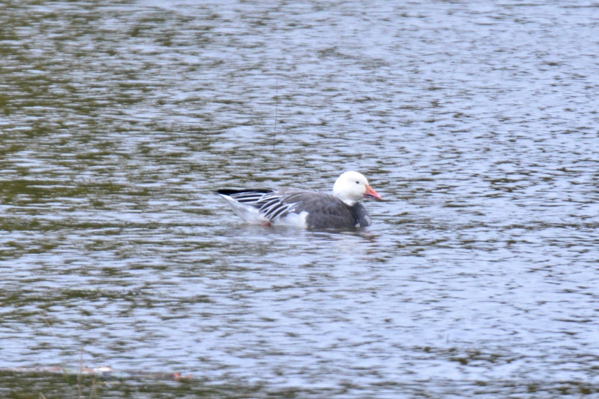 Snow Goose - ML118253241