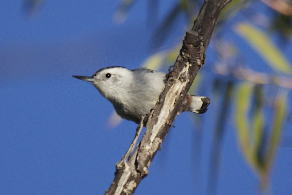 White-breasted Nuthatch - robert bowker