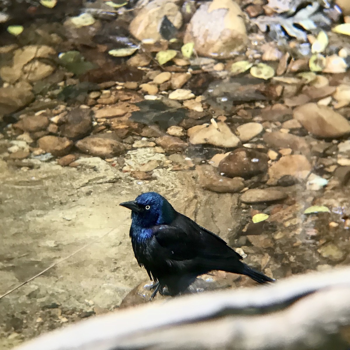Common Grackle - ML118256001