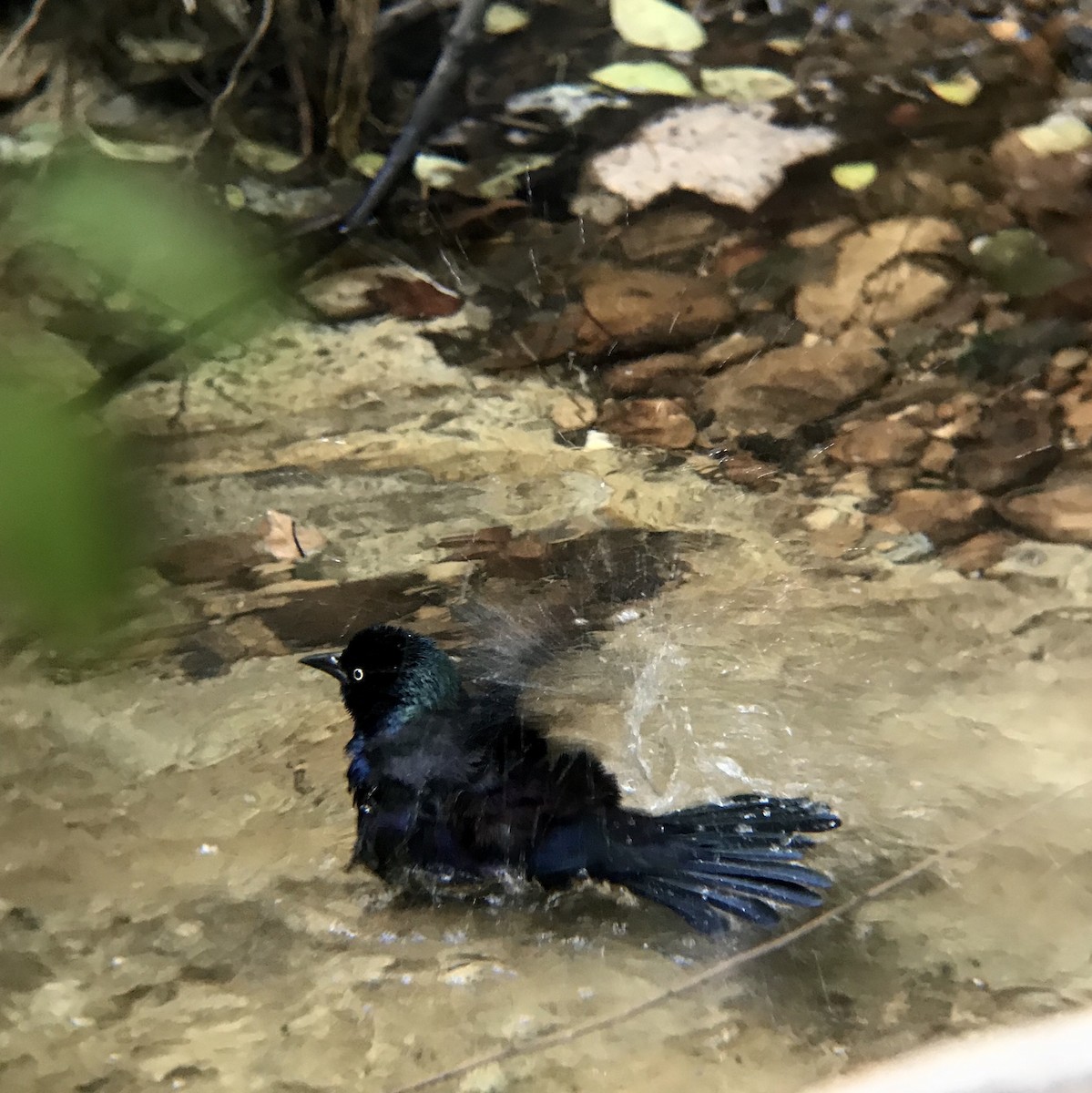 Common Grackle - ML118256011