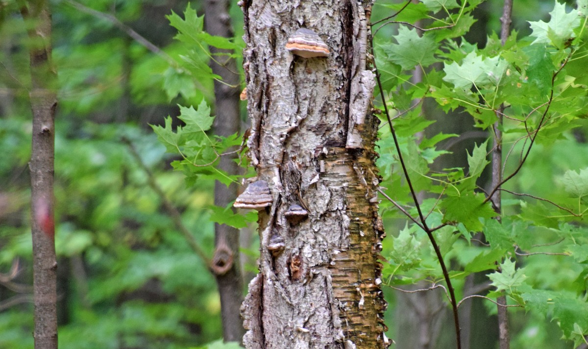 Brown Creeper - ML118259281