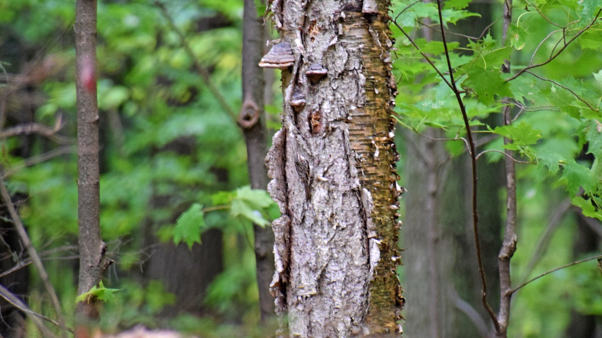 Brown Creeper - ML118259311