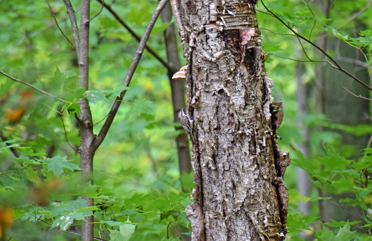 Brown Creeper - ML118259321