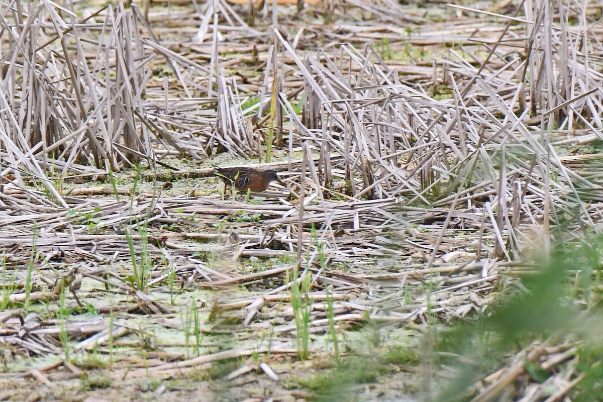 Virginia Rail - ML118259871