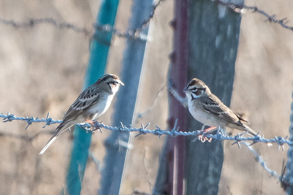 Lark Sparrow - Jim Dehnert