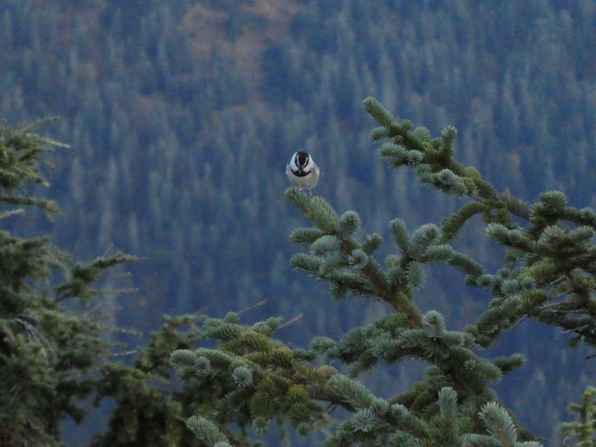 Mountain Chickadee - Gwen Baluss