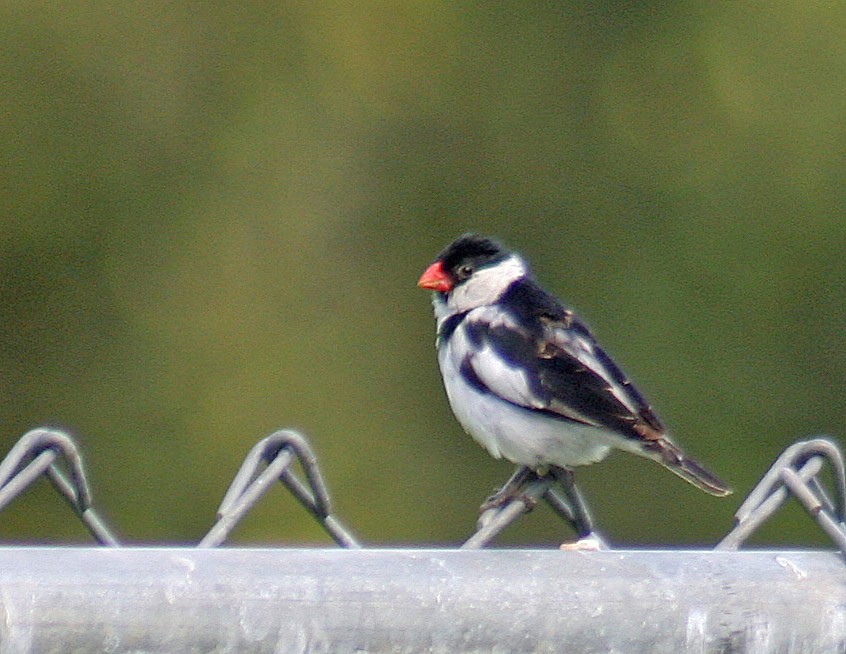 Pin-tailed Whydah - john fitch