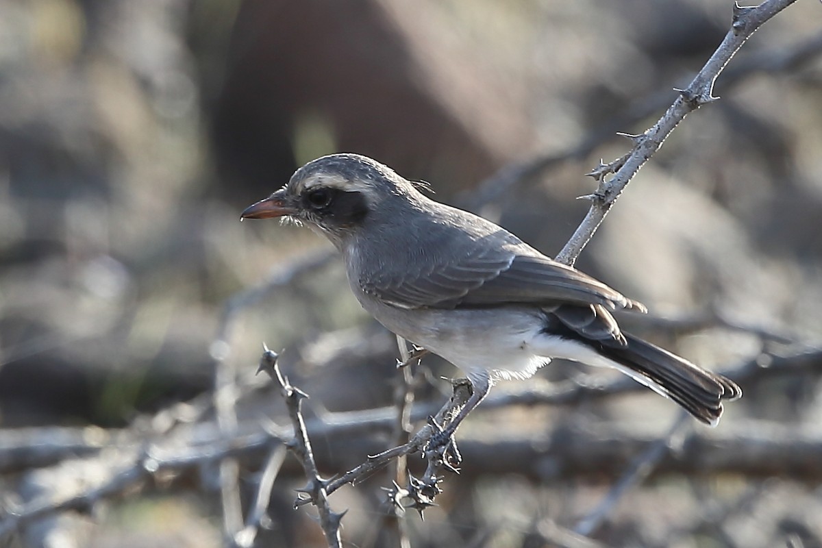 Common Woodshrike - Gururaj  Moorching