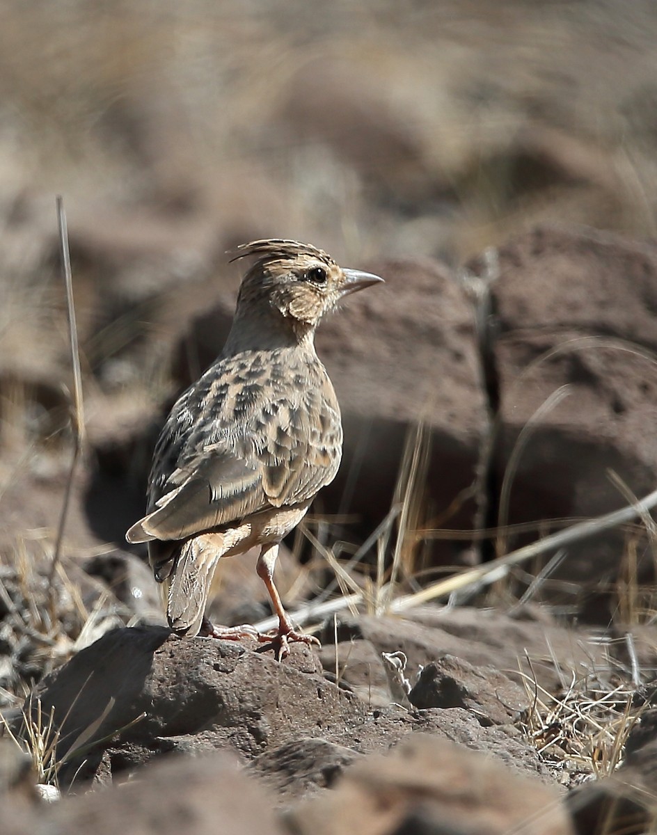 Tawny Lark - ML118265951