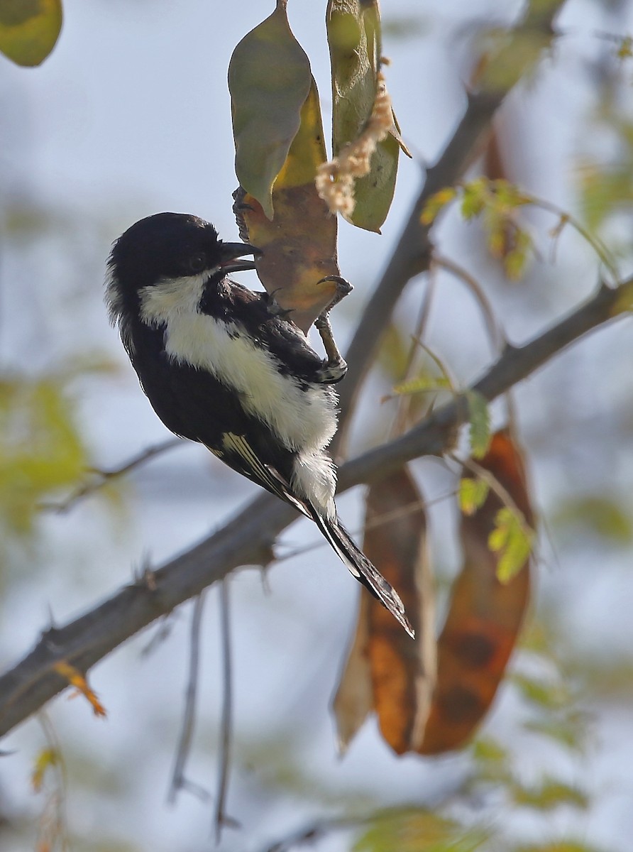 Mésange à ailes blanches - ML118265961