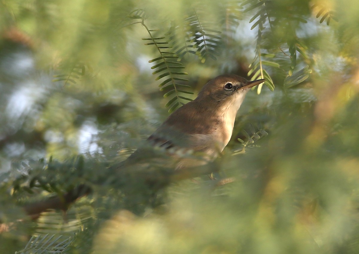 Booted Warbler - ML118265981
