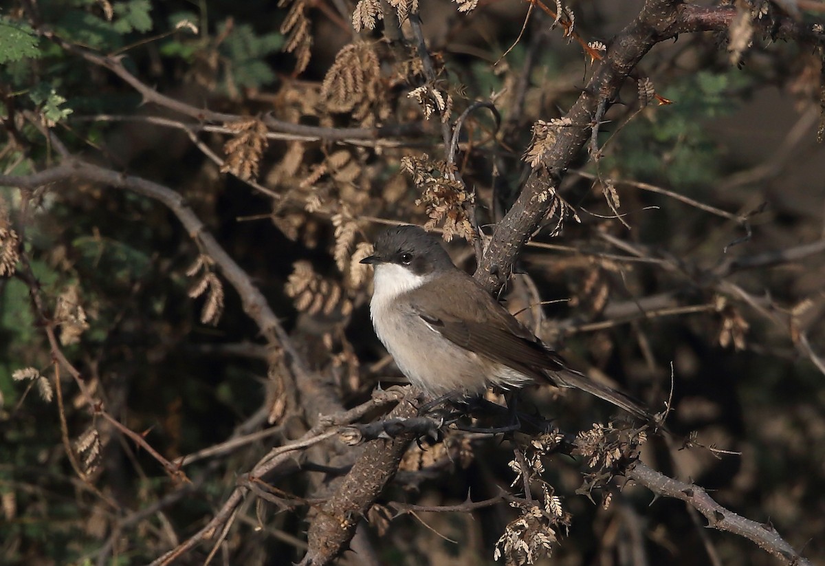 Bigiarella (curruca/blythi/halimodendri) - ML118266101