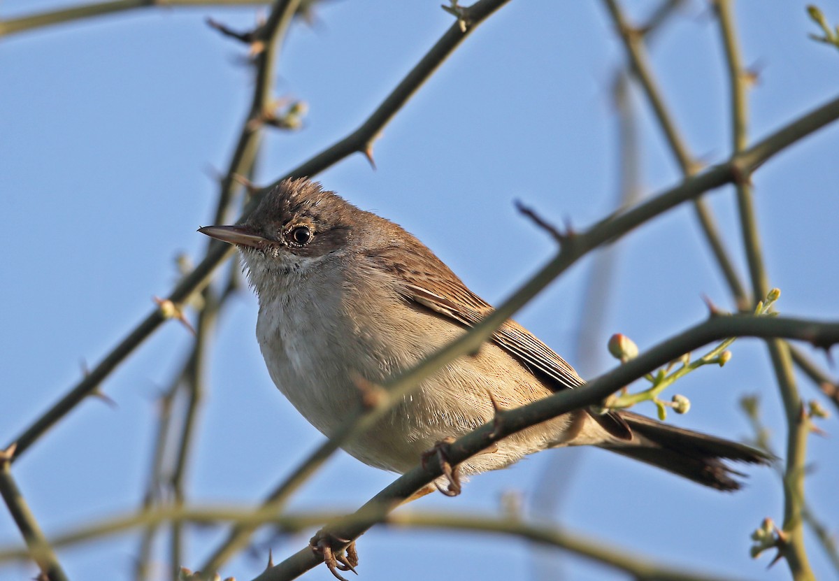 Greater Whitethroat - ML118266121