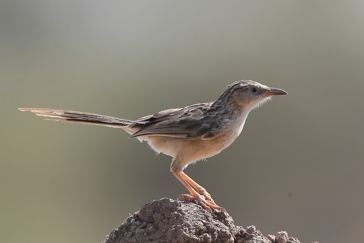 Common Babbler - ML118266211