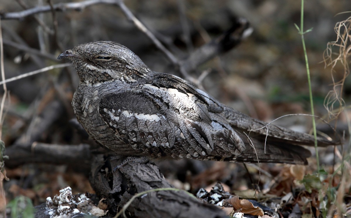Eurasian Nightjar - ML118266281