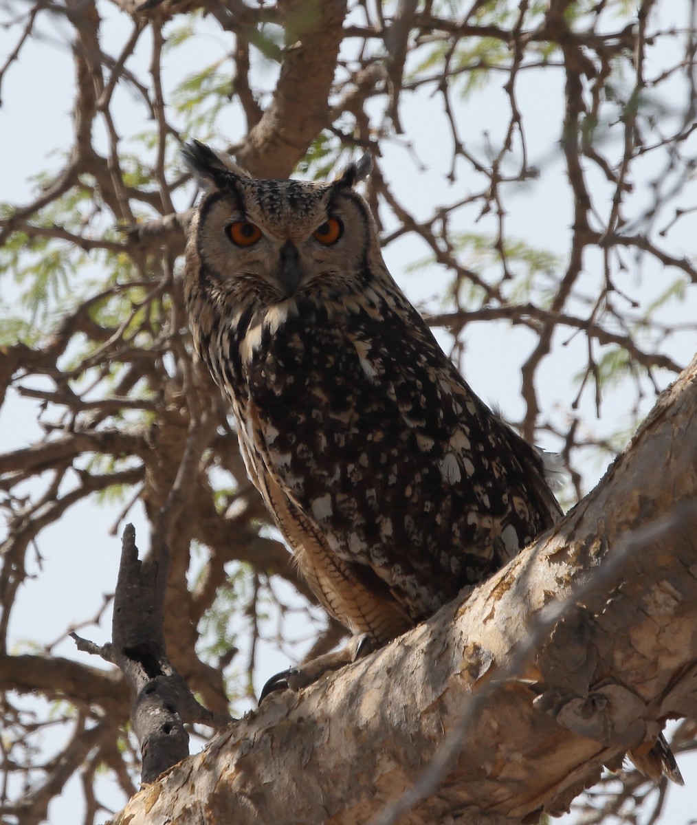Rock Eagle-Owl - Gururaj  Moorching