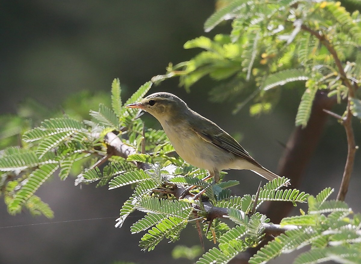 Green Warbler - Gururaj  Moorching