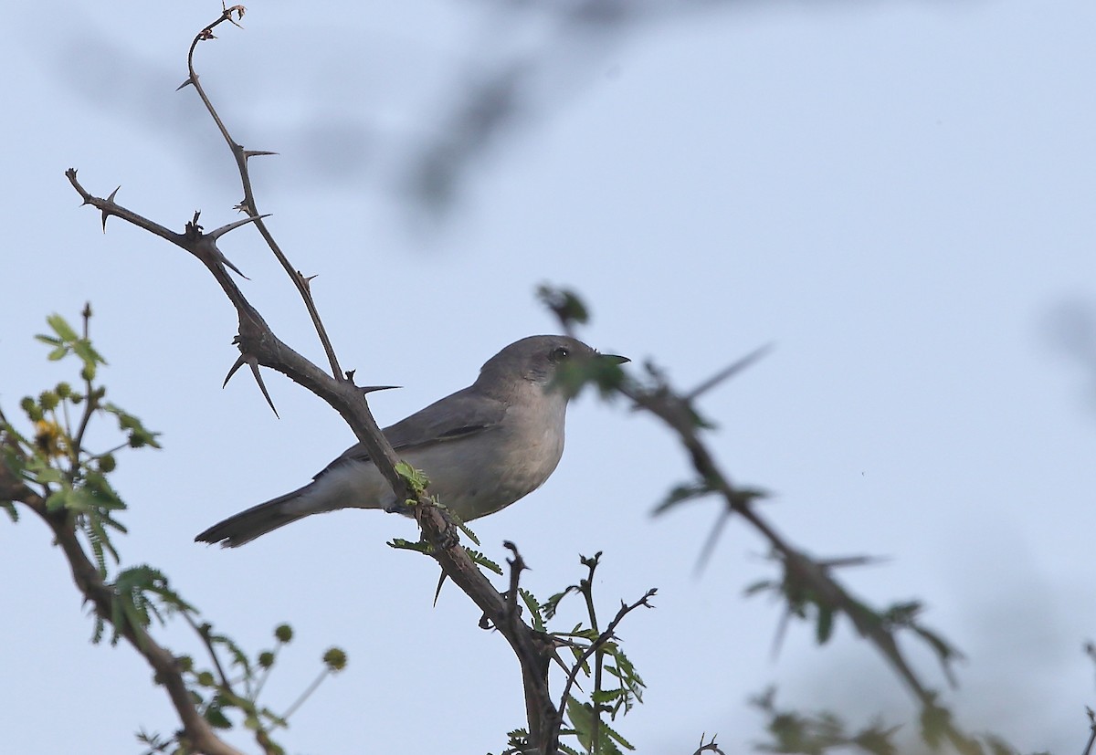 Lesser Whitethroat (Desert) - ML118266441