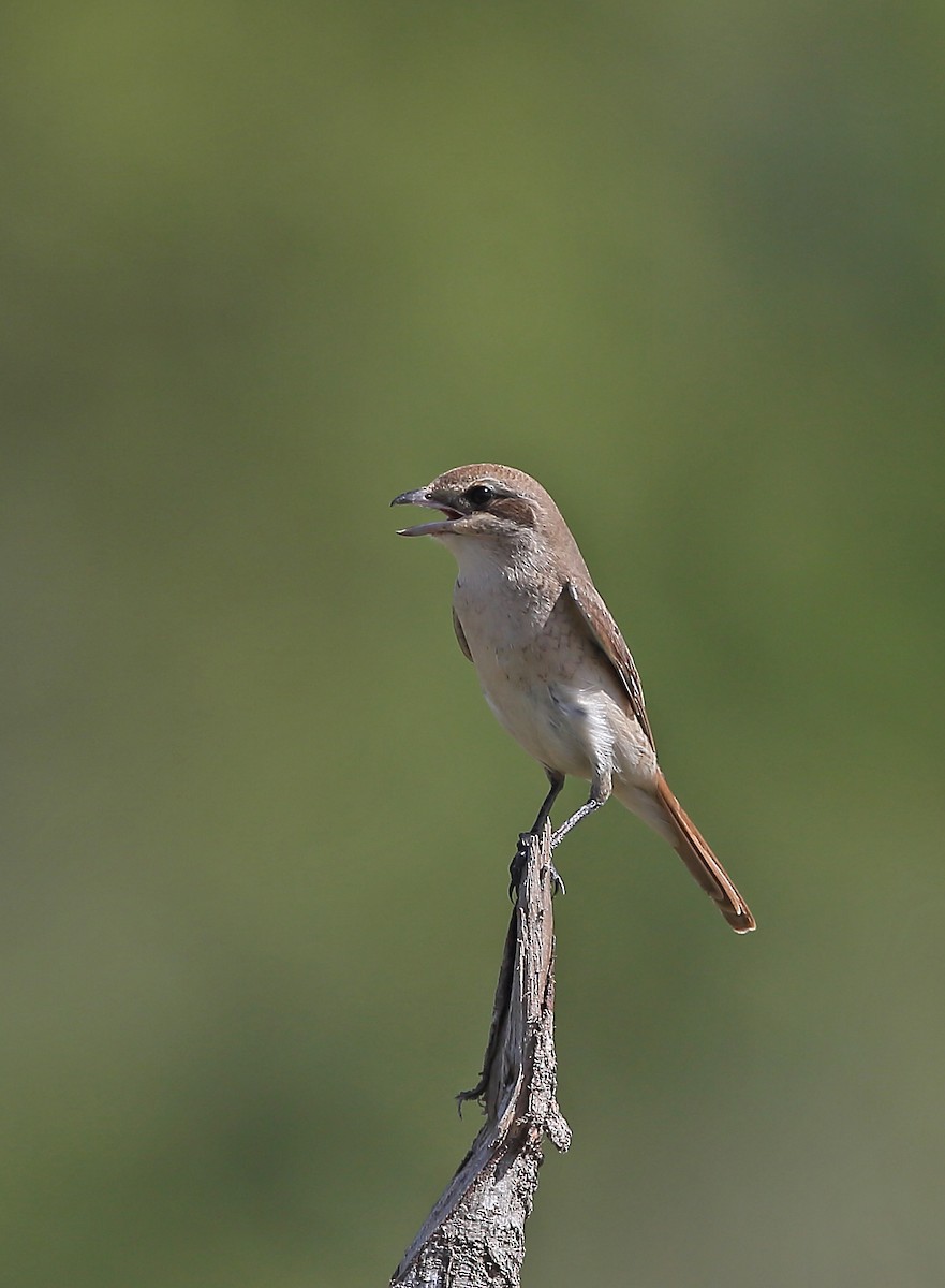 Isabelline Shrike - Gururaj  Moorching