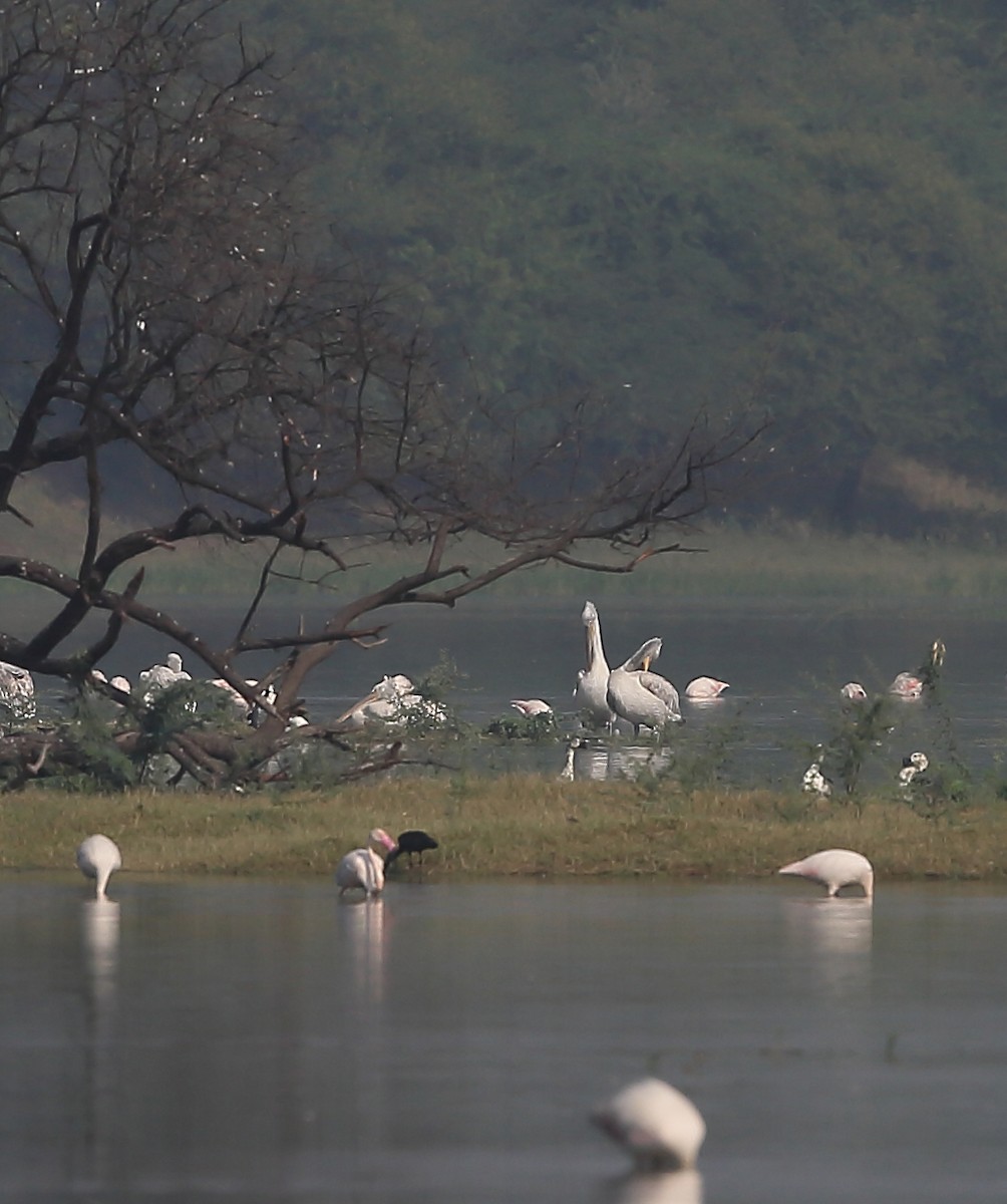 Dalmatian Pelican - ML118266561