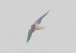 Rauchschwalbe - ML118267131