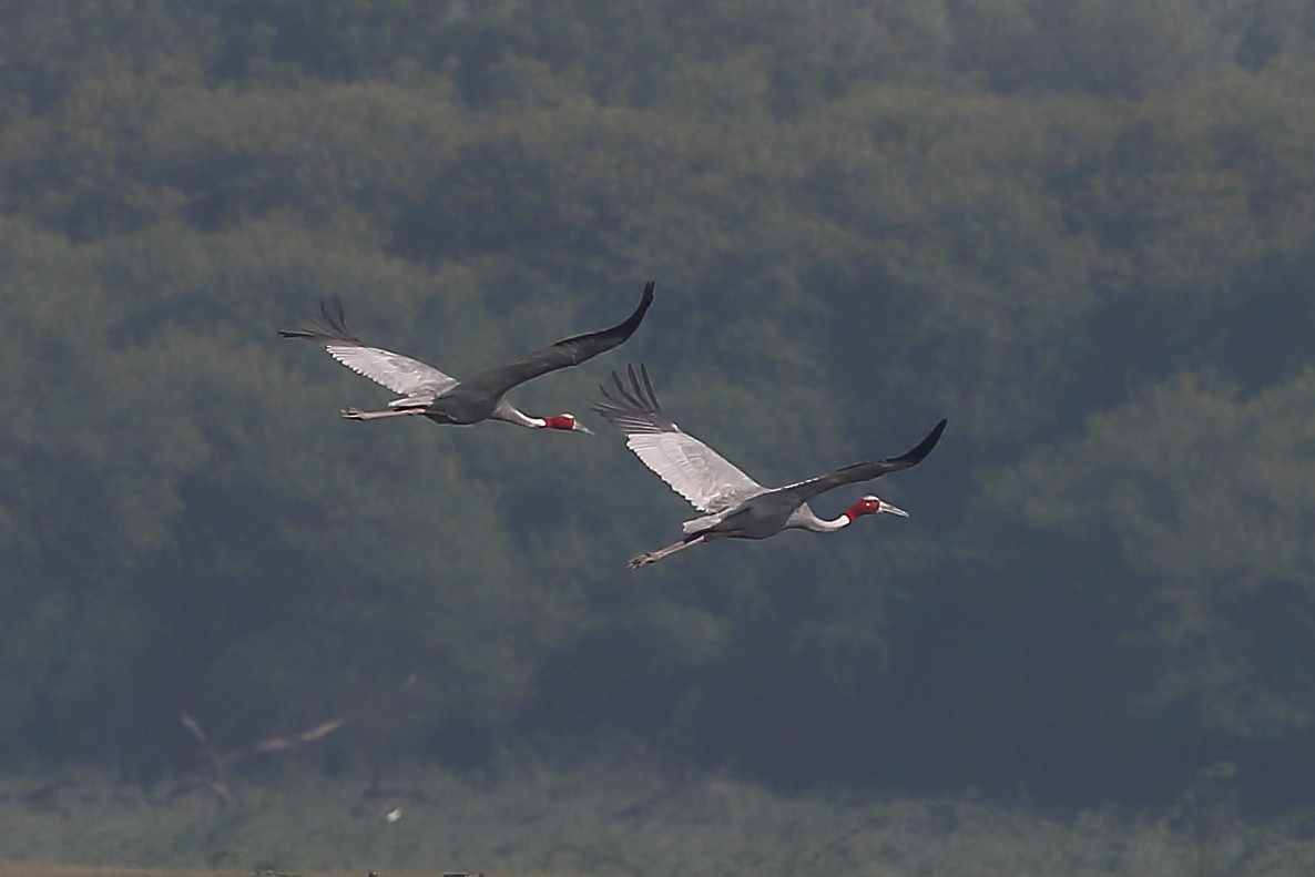 Sarus Crane - ML118267271