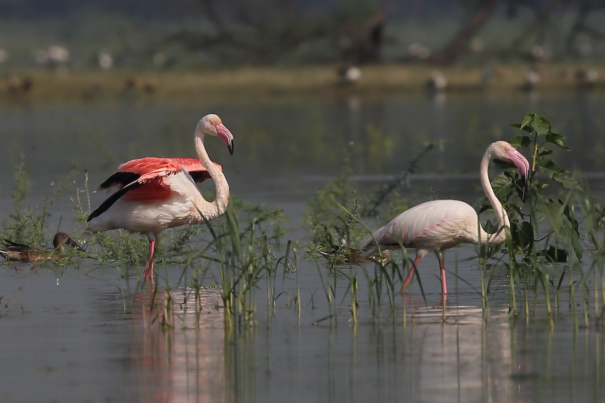 Greater Flamingo - Gururaj  Moorching