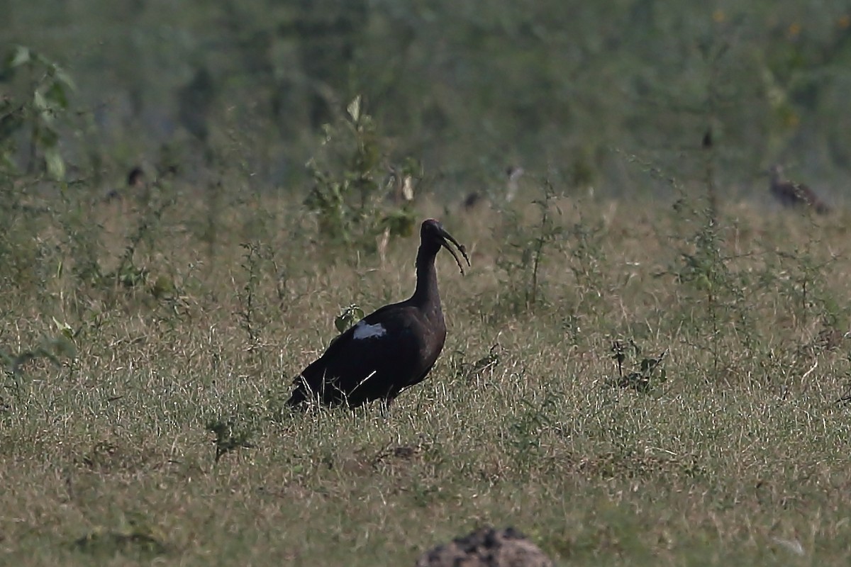 Red-naped Ibis - Gururaj  Moorching