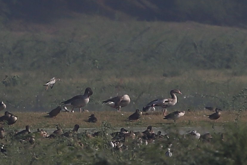 Graylag Goose - ML118267351