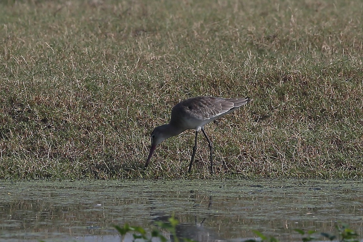 Black-tailed Godwit - ML118267371