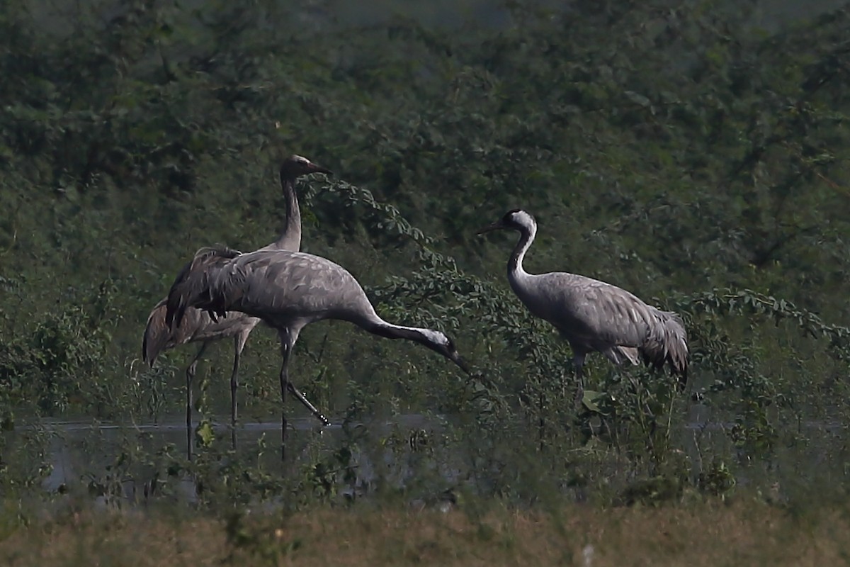 Common Crane - Gururaj  Moorching