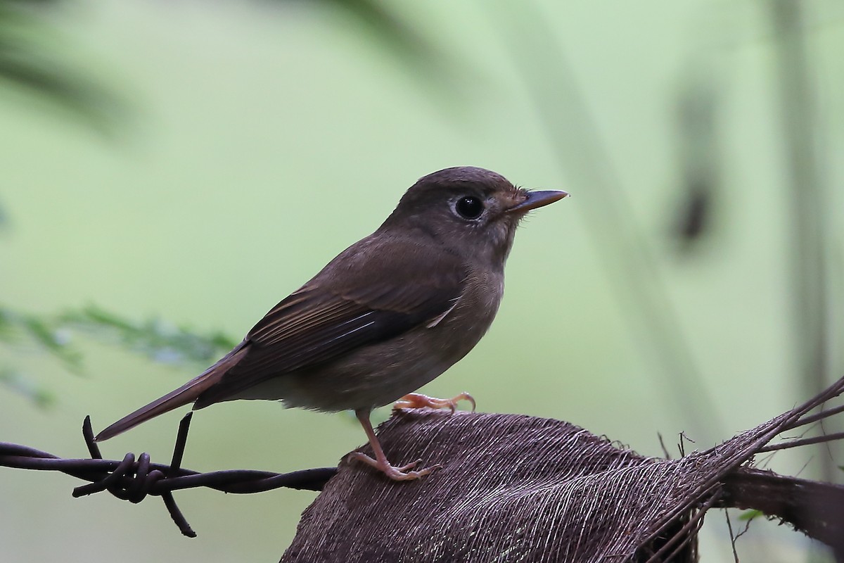 Brown-breasted Flycatcher - ML118268011