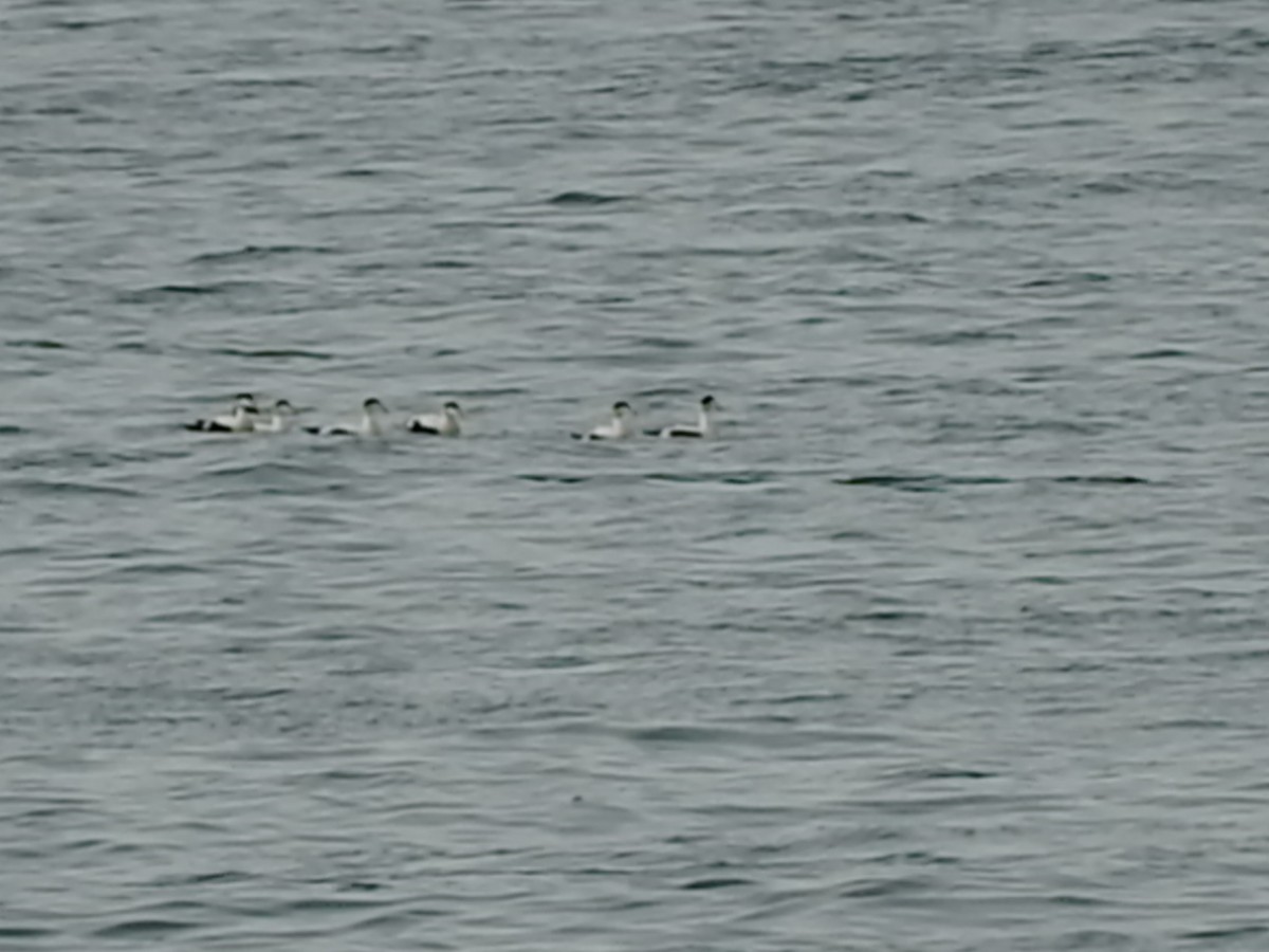 Common Eider - ML118268551