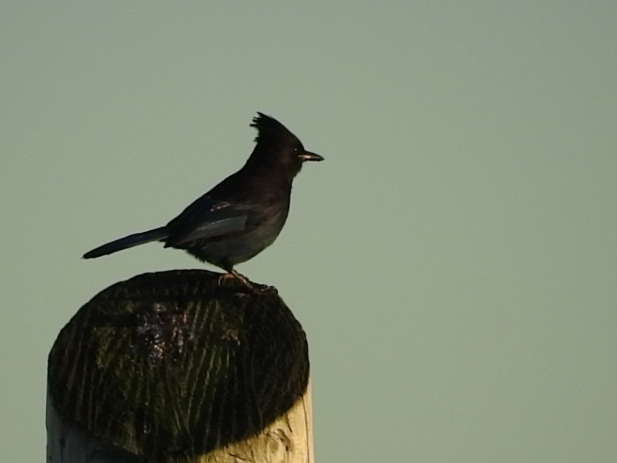 Steller's Jay - Laura Burke