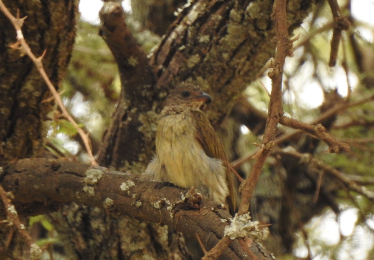 Scaly-throated Honeyguide - ML118269411