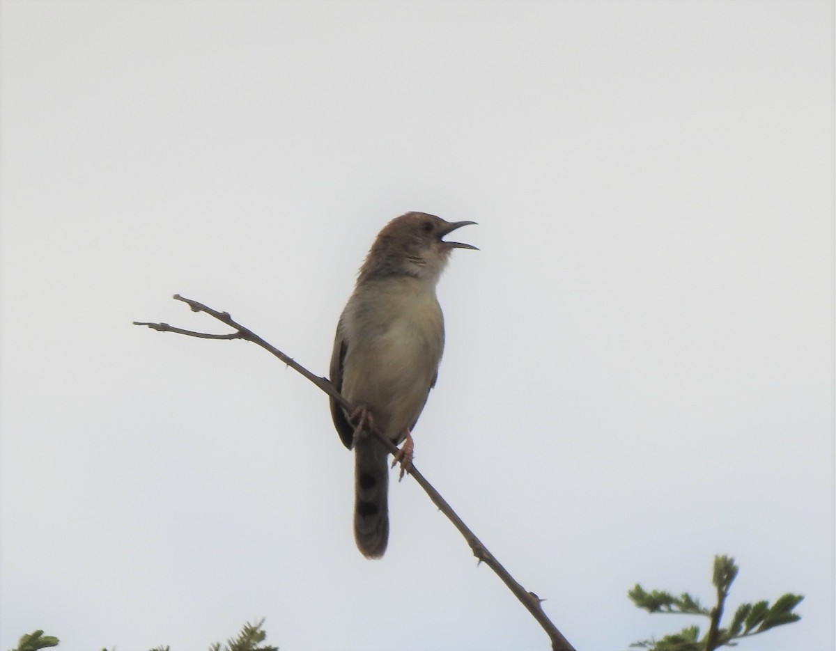 Rattling Cisticola - Monte Neate-Clegg